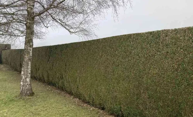 Taille de haie, Saint-Quentin, Avenir Vert