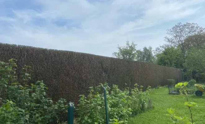 Taille de remise en état d’une haie de Thuya Atrovirens à Saint-Quentin, Saint-Quentin, Avenir Vert